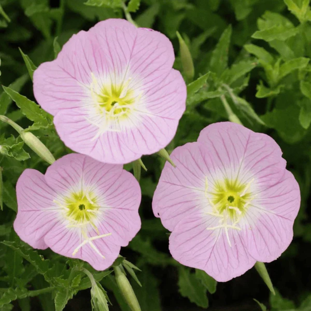 Showy Evening Primrose Flower Seeds