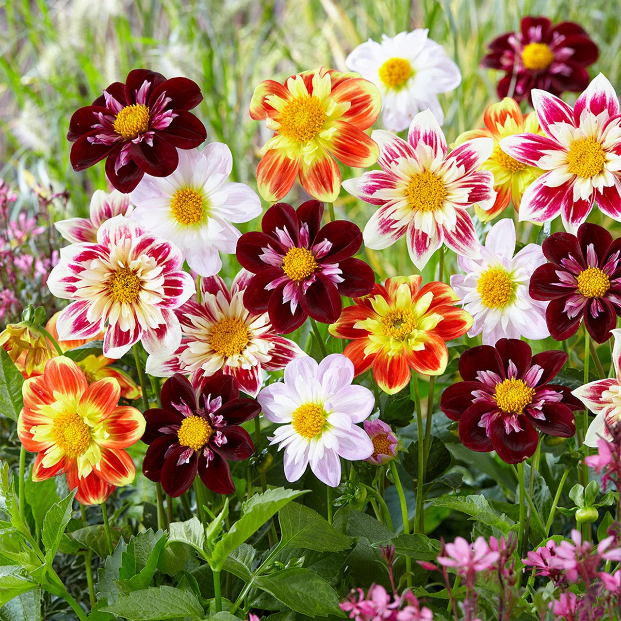 johnny's seeds dahlias Collarette Dahlia Flower Seeds for Planting – Heirloom, Non-GMO, Easy – Pure Asia Seeds