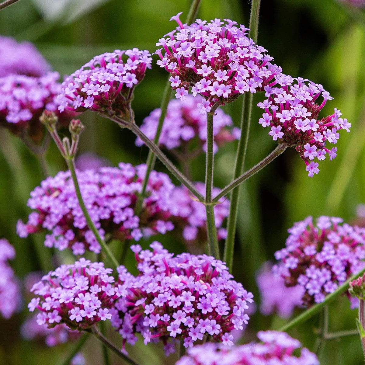 Vervain Flower seeds for Planting - Drought Tolerant, Heirloom & GMO Free Seeds for Home Garden
Sale for planting in home garden.