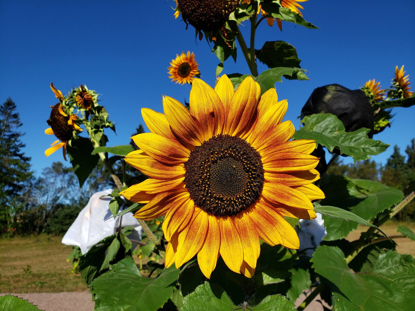Earth walker Sunflower Seeds
