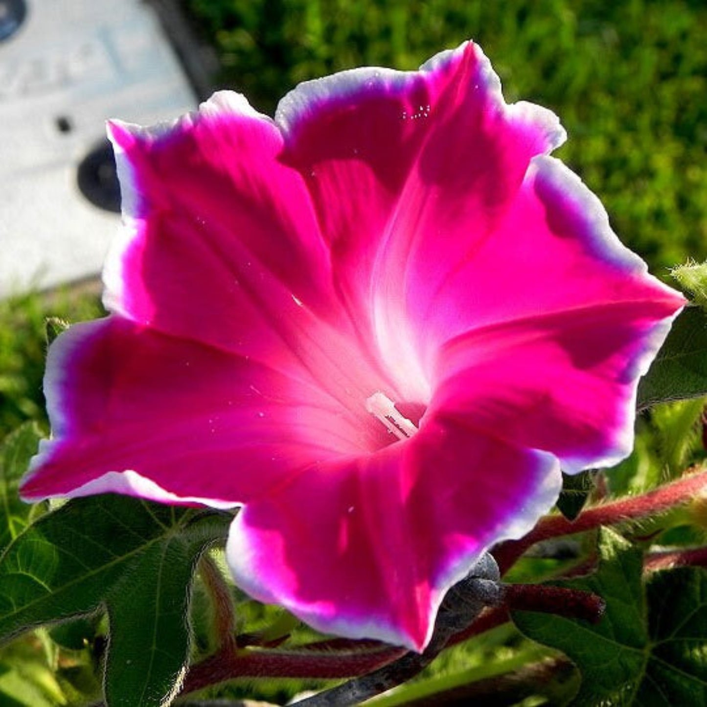 Red Picotee Morning Glory Flower Seeds