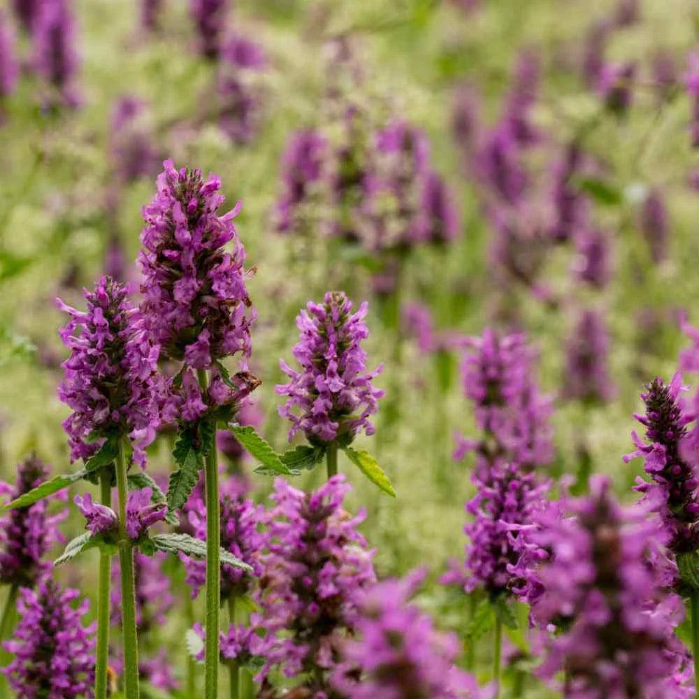 Stachys Officinalis Herb Seeds