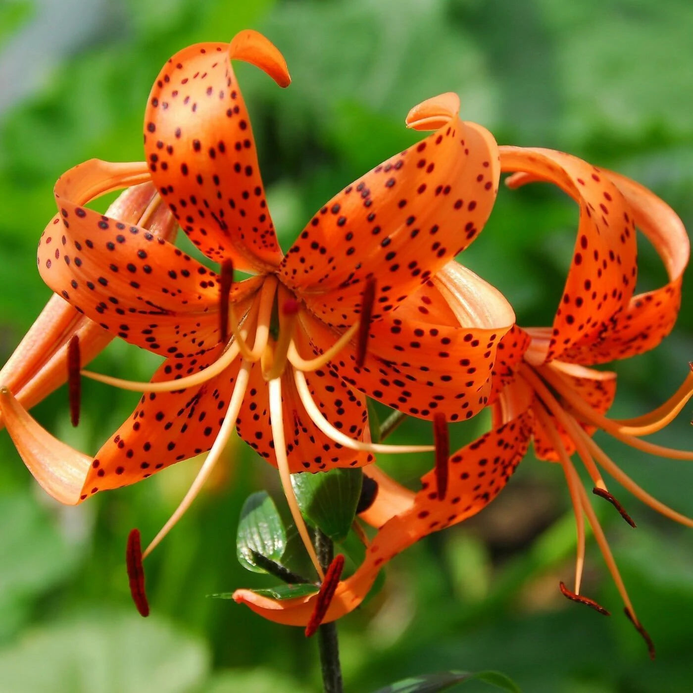 seeds of lily flower Orange Turk's Cap Lily Flower Seeds for Planting – Heirloom, Non-GMO, – Pure Asia Seeds