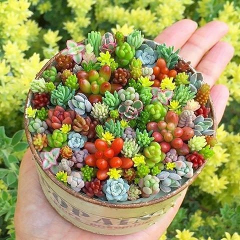 Mixed Schoenlandii Cerei Flower seeds for Planting - Vibrant Colors, Heirloom & GMO Free Seeds for Home Garden
Sale for planting in home garden.