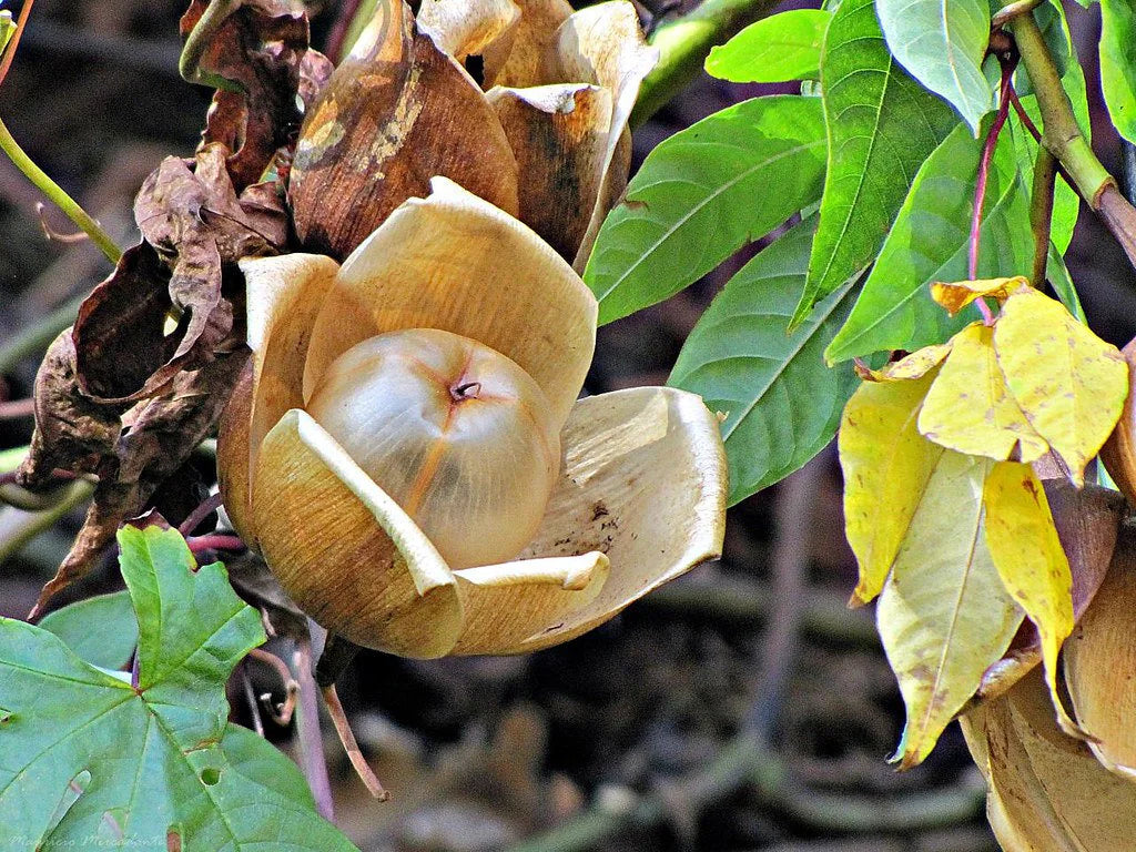 Merremia Tuberosa Flower Seeds