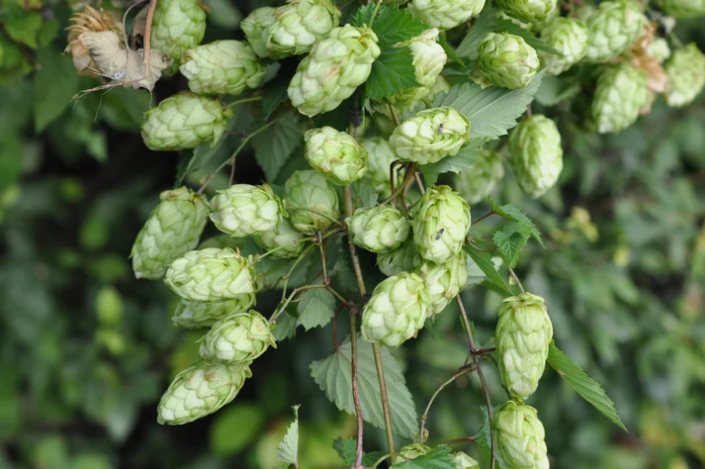 Humulus Lupulus Flower Seeds