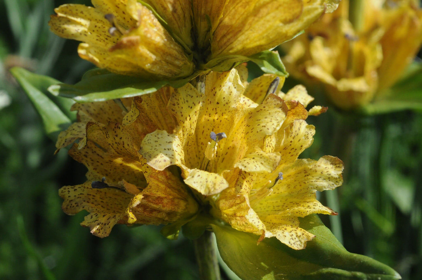 Spotted Gentian Flower Seeds