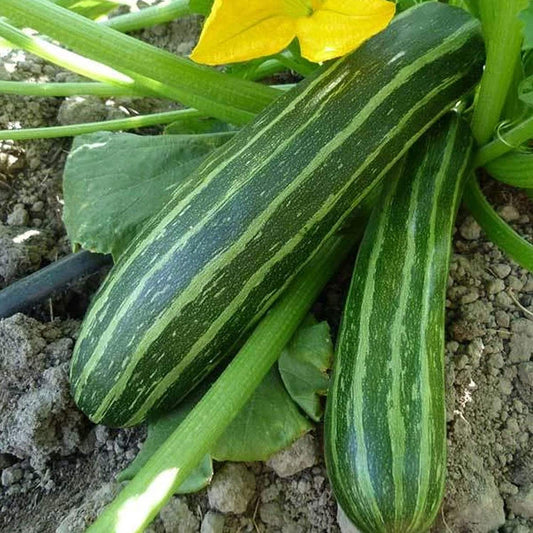 Cocozelle Squash (Cucurbita pepo) Vegetable Seeds for Planting – Heirloom, Non-GMO, Easy to Grow