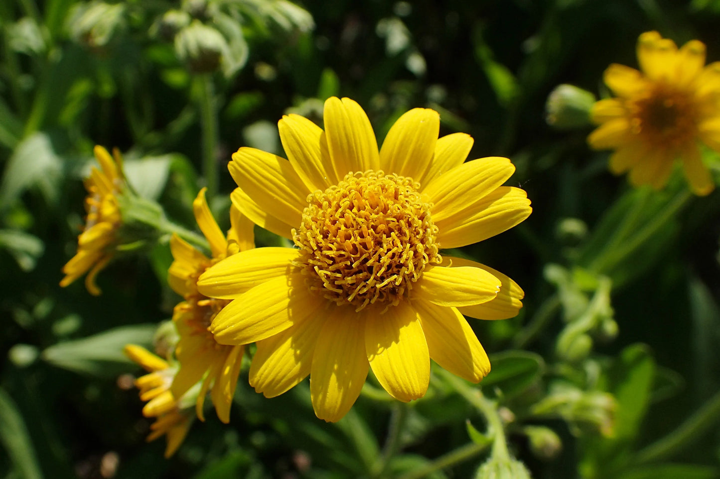 Arnica Flower Seeds