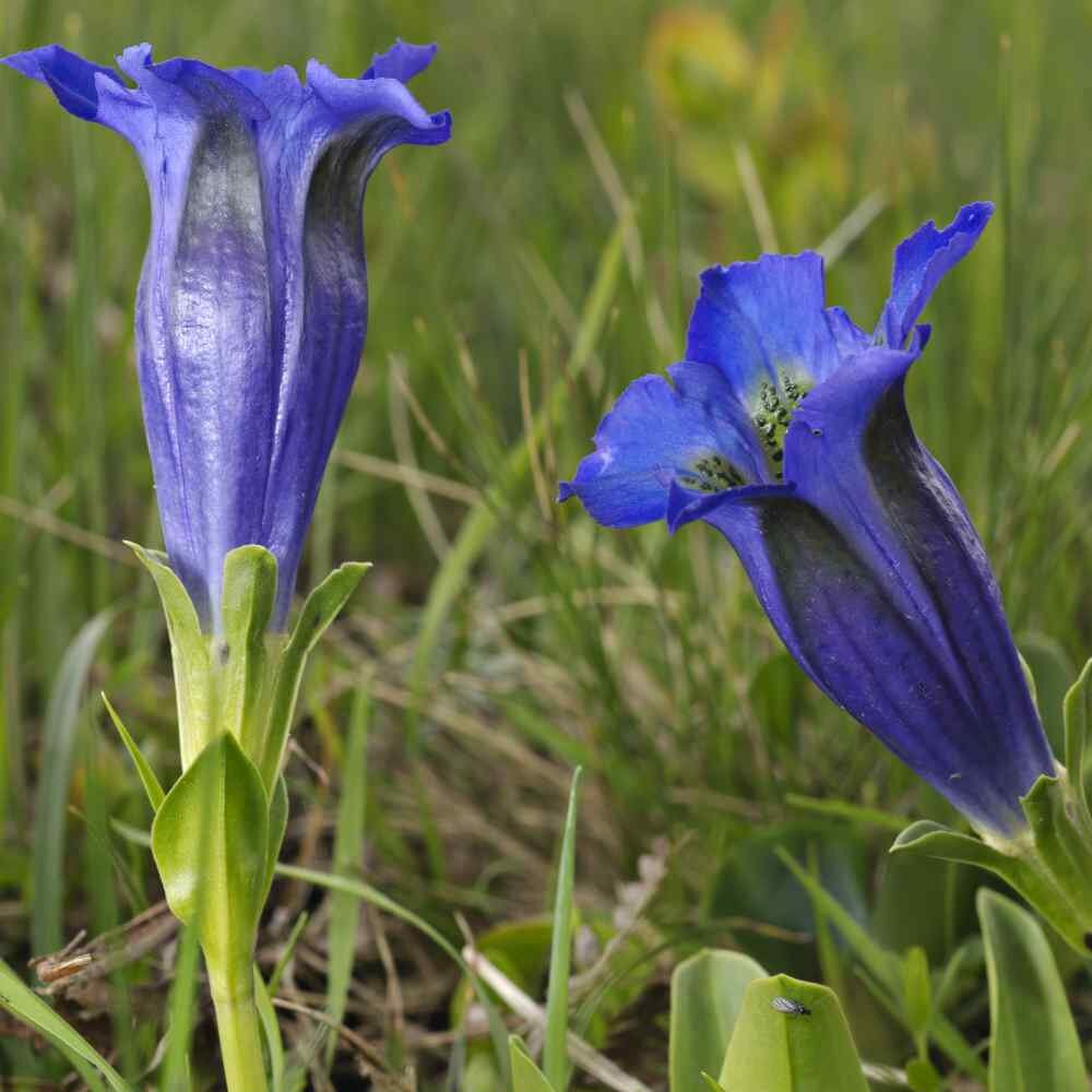 Gentiana Scabra Flower Seeds