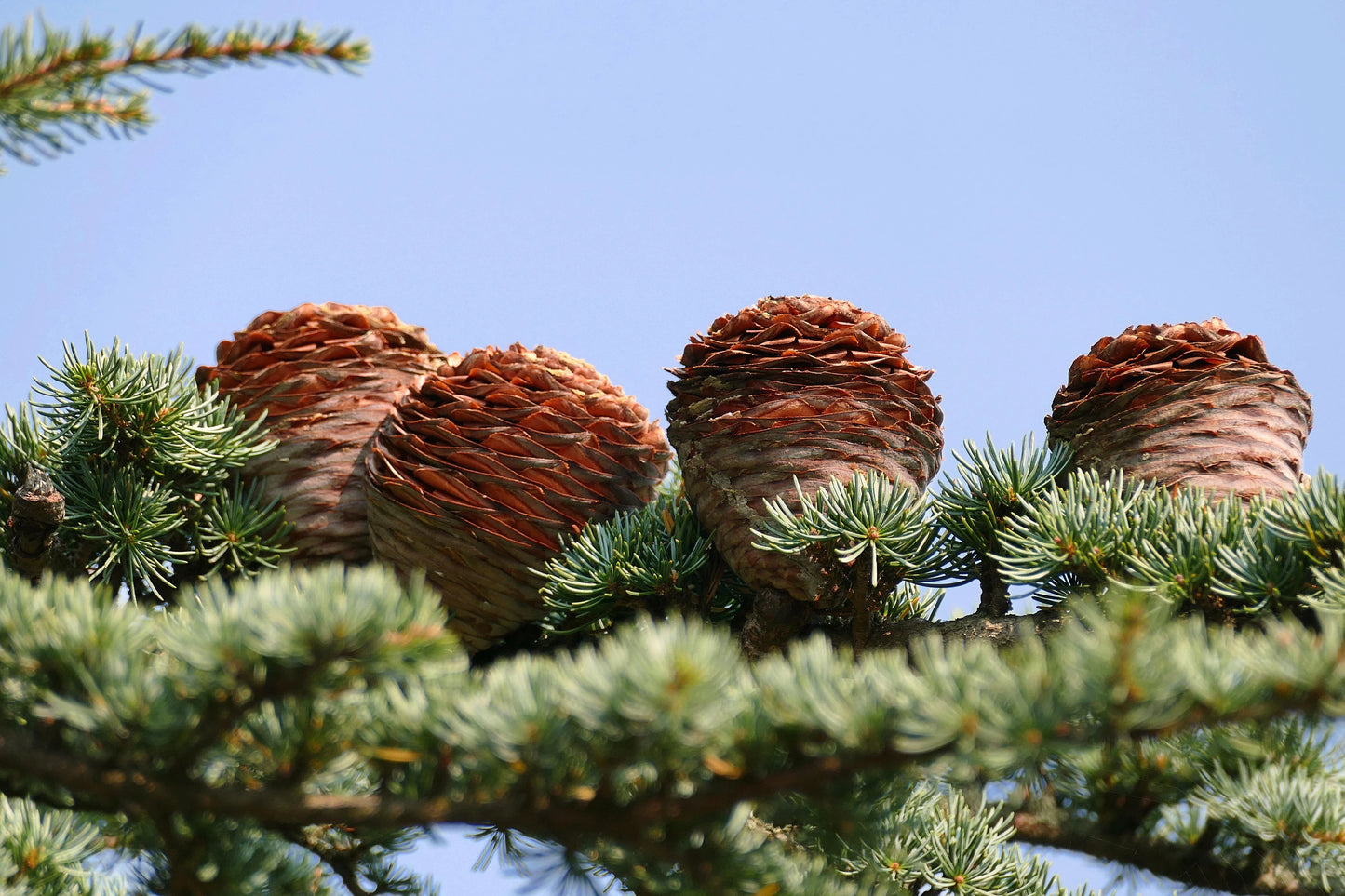 Semi di albero di Cedro del Libano