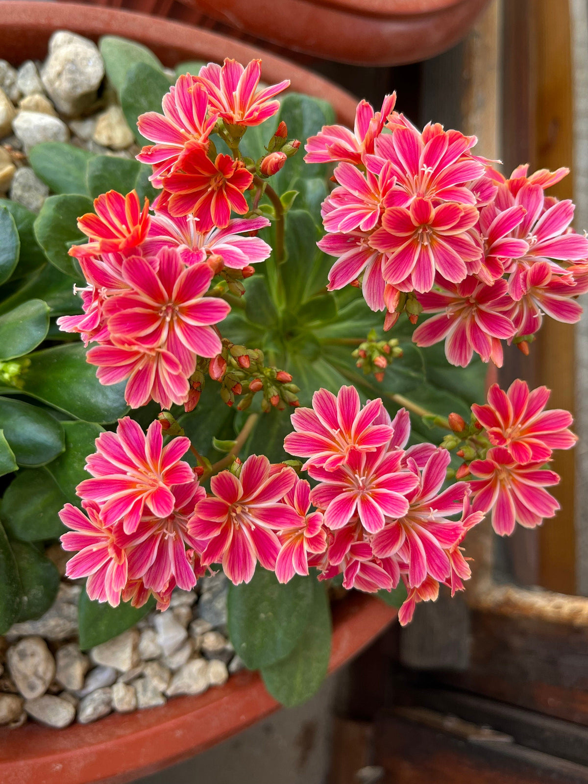 Lewisia Cotyledon Flower seeds for Planting - Garden Favorite, Heirloom & GMO Free Seeds for Home Garden
Sale for planting in home garden.