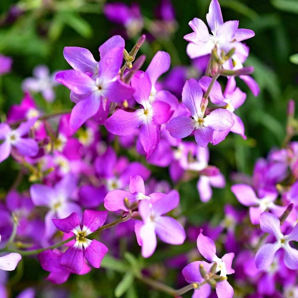 Evening Scented Stock Flower Seeds
