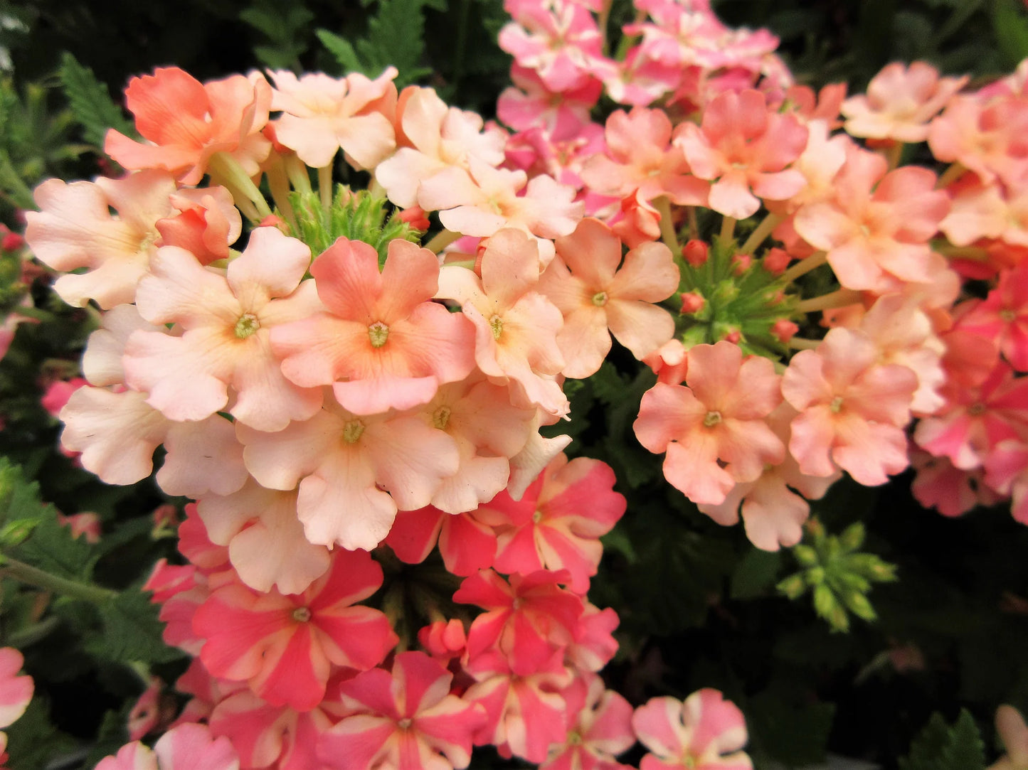 Peaches and Cream Verbena Flower Seeds