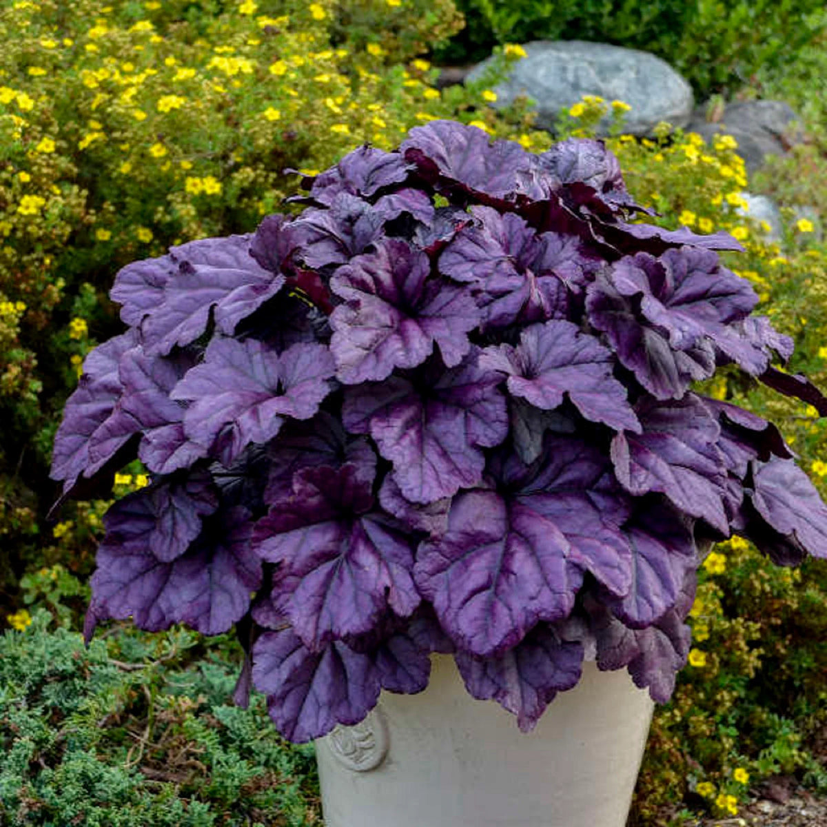 Purple Heuchera Flower seeds for Planting - Pollinator Friendly, Heirloom & GMO Free Seeds for Home Garden
Sale seeds for planting in home garden