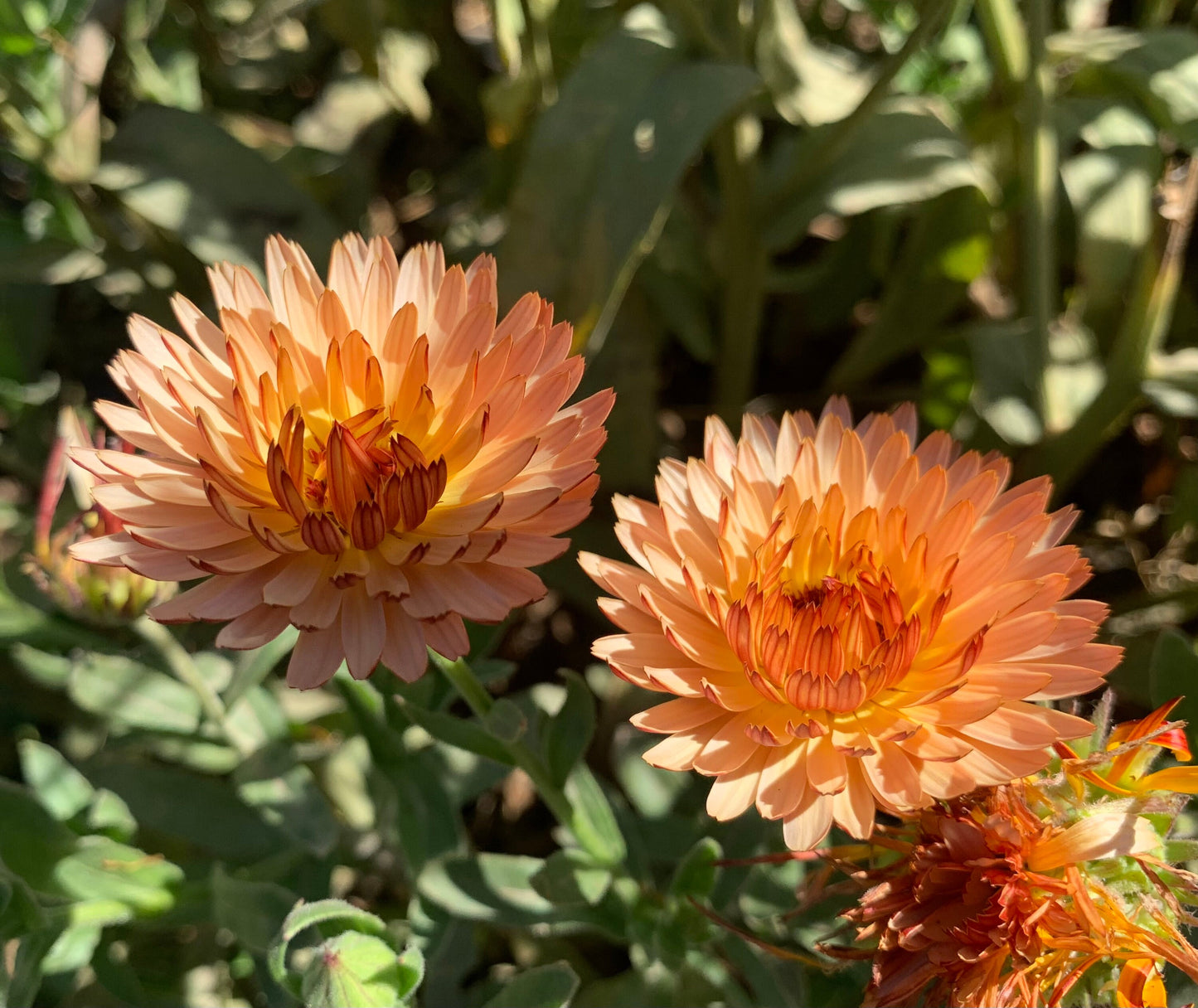 Calendula Zeolights Flower Seeds