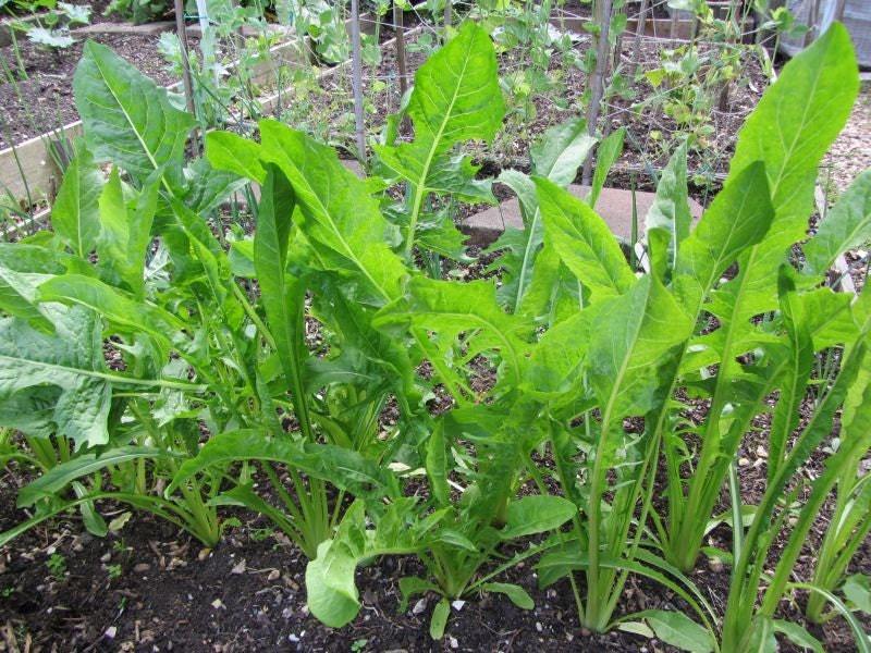 Catalogna Chicory Vegetable Seeds for Planting – Heirloom, Non-GMO, Leafy Green