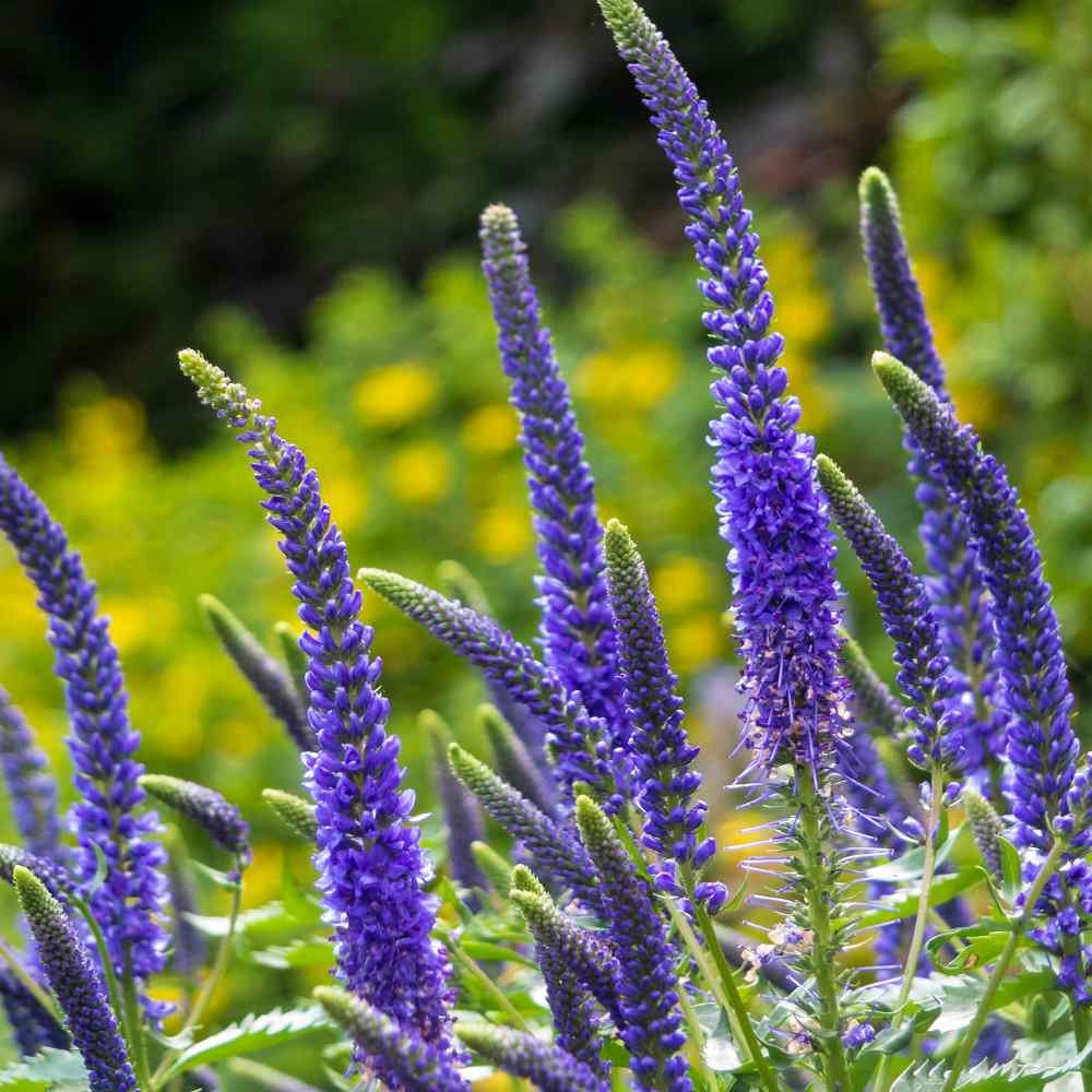 Veronica Flower seeds for Planting - Seasonal Bloomer, Heirloom & GMO Free Seeds for Home Garden
Sale seeds for planting in home garden