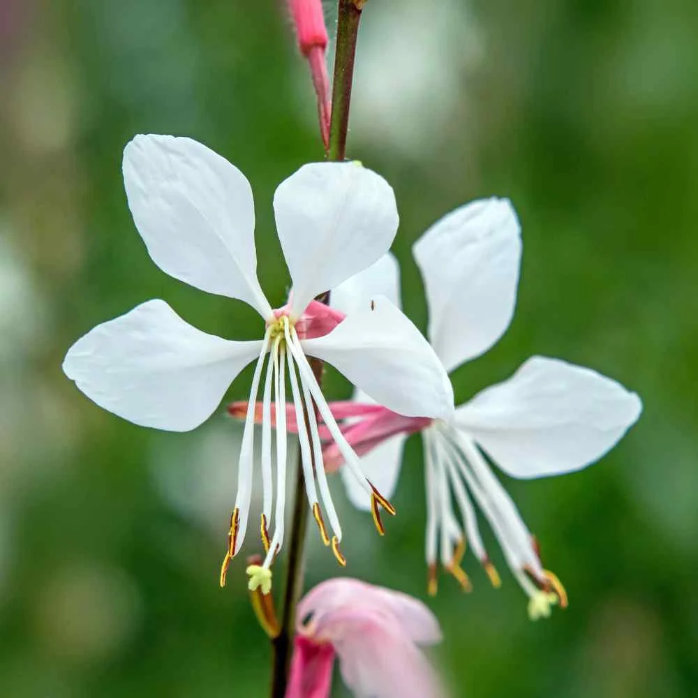 Gaura Lindheimeri Blumensamen