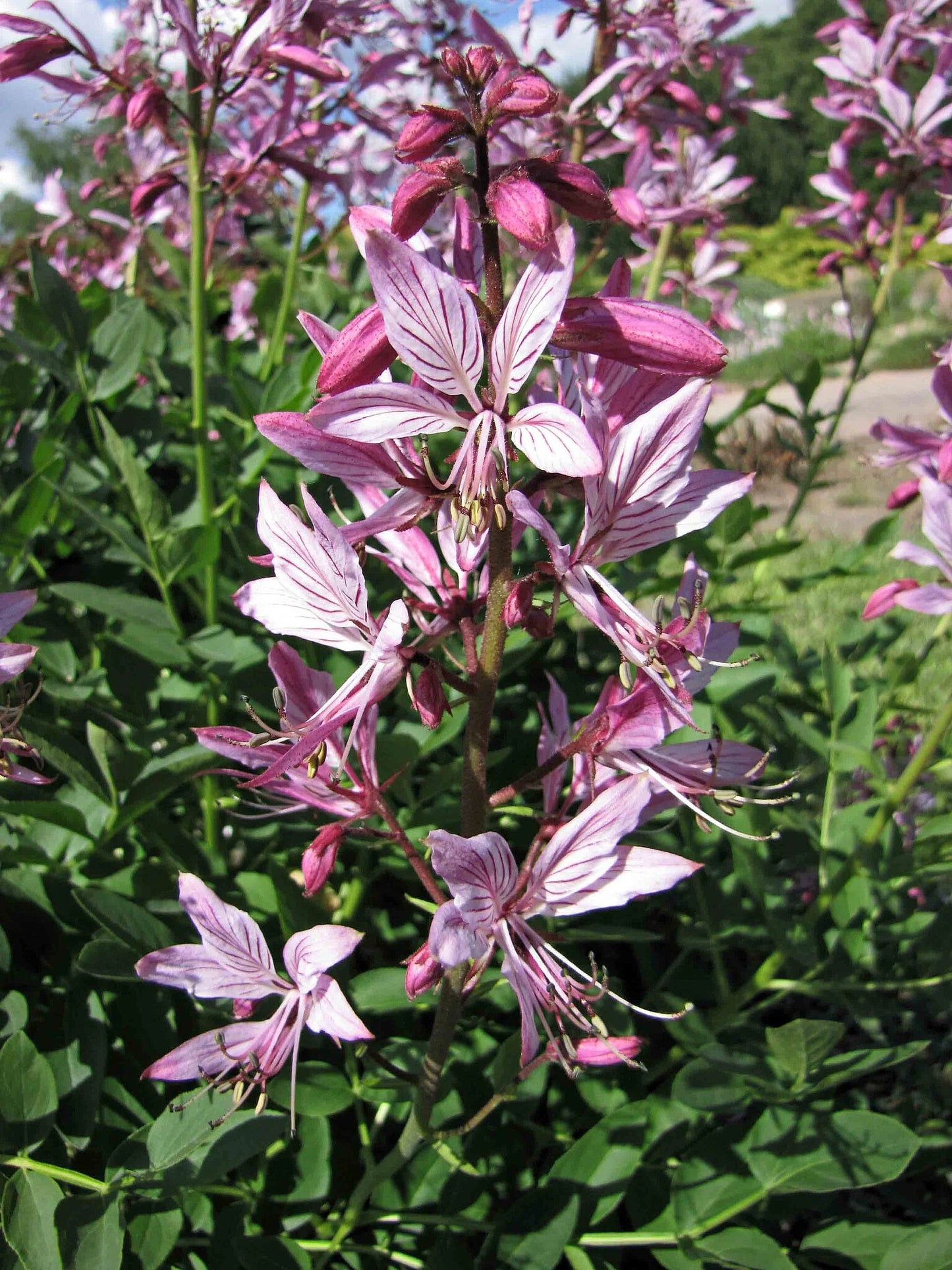 Dictamnus Albus Mixed Flower Seeds
