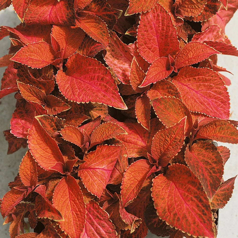 Coleus Fairway Orange Herb Seeds