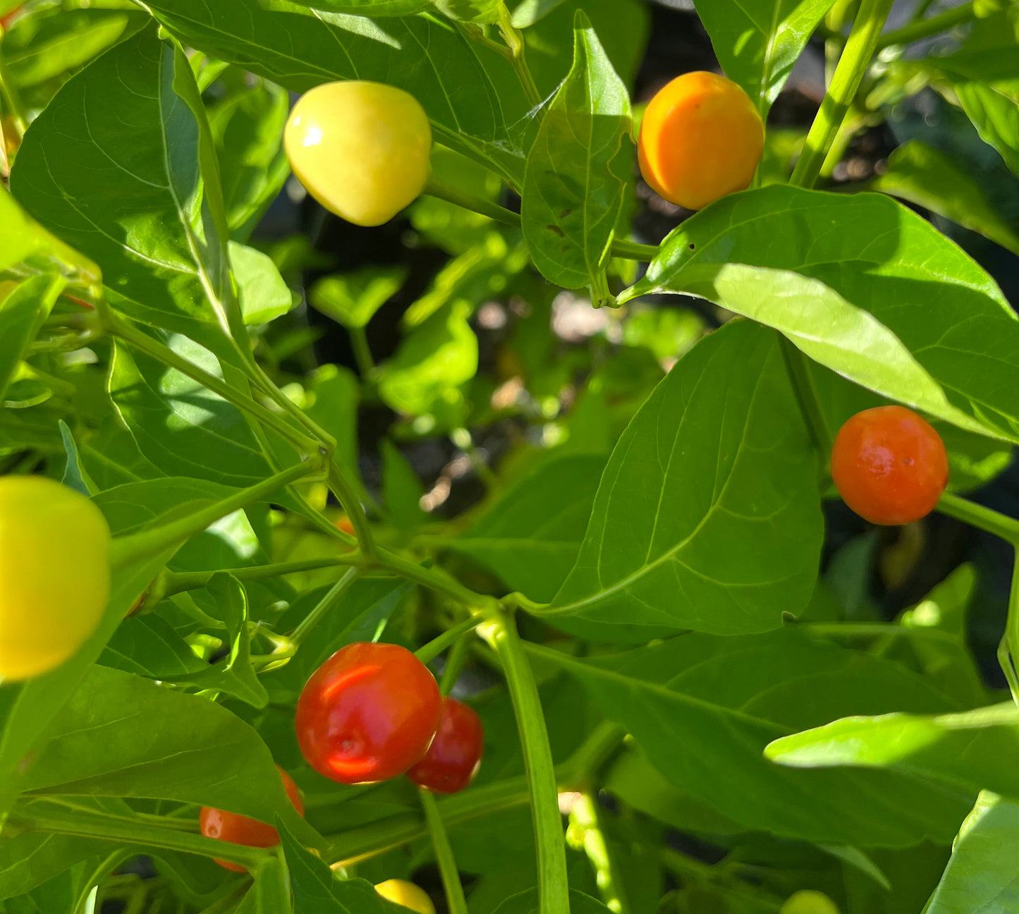 Semillas de hortalizas Ajicito Aji Dulce