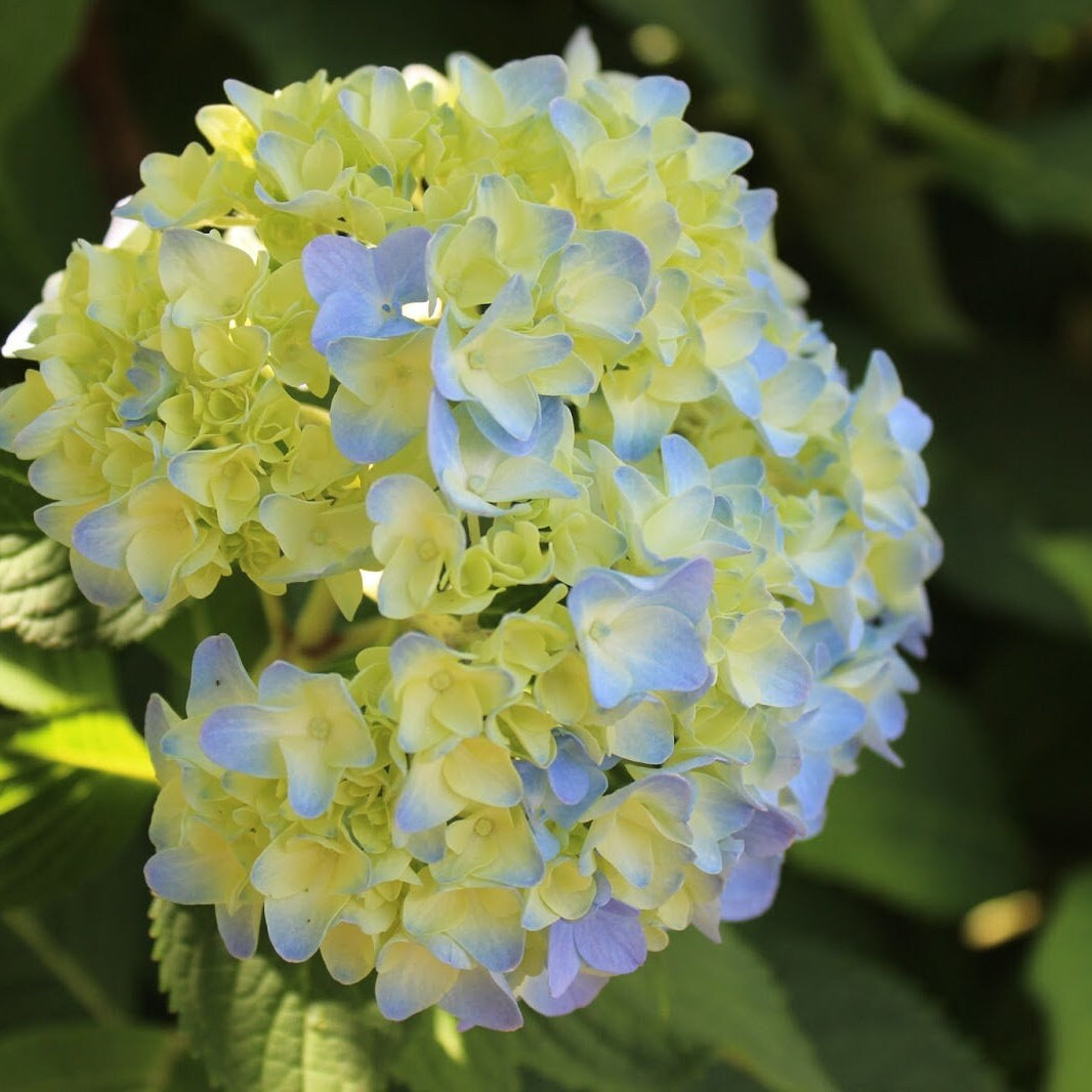 Blue & Yellow Hydrangea Flower seeds for Planting Garden Favorite Heirloom & GMO Free Seeds for Home Garden
Sale seeds for home garden planting