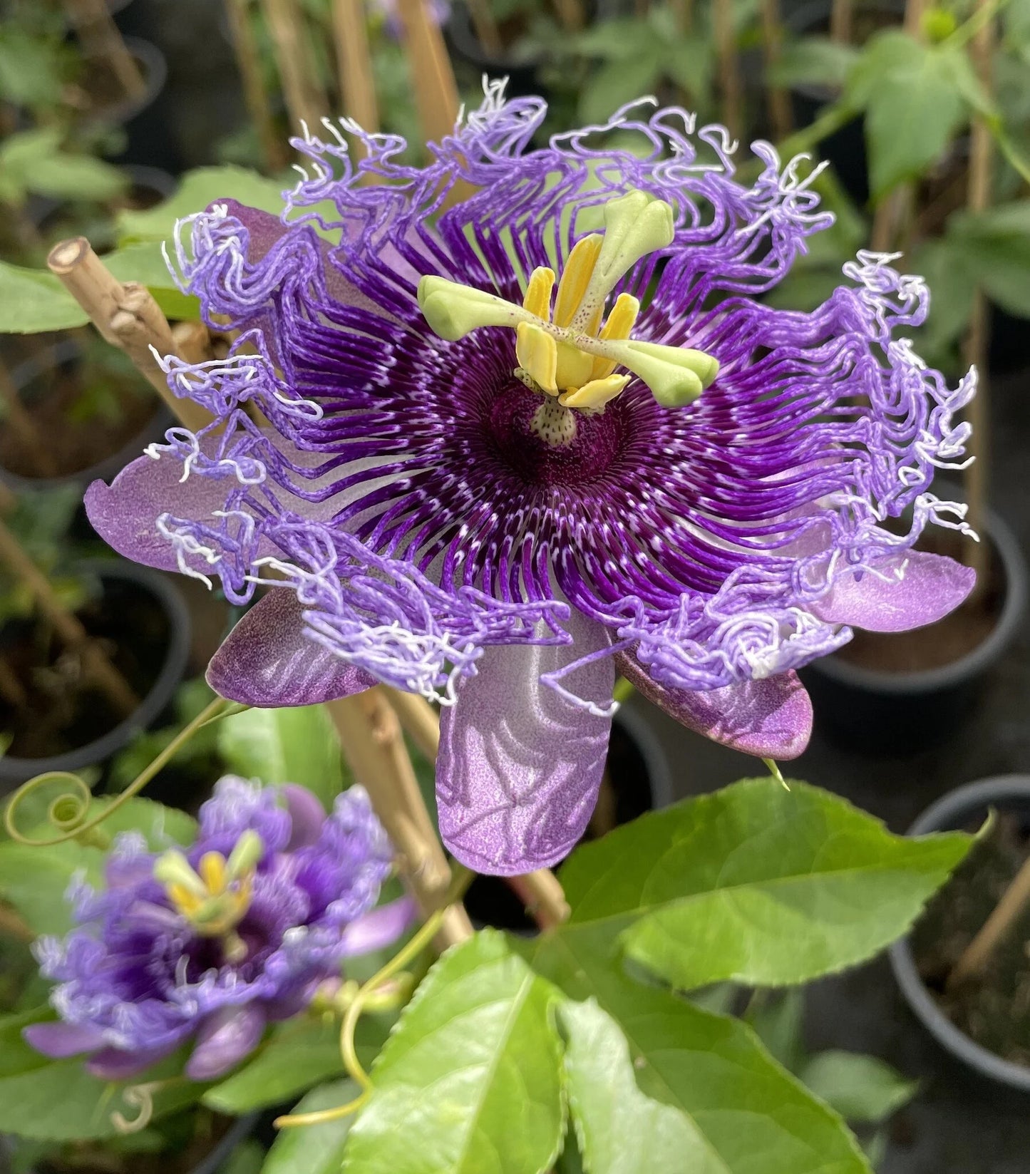 Passiflora Incarnata Flower Seeds