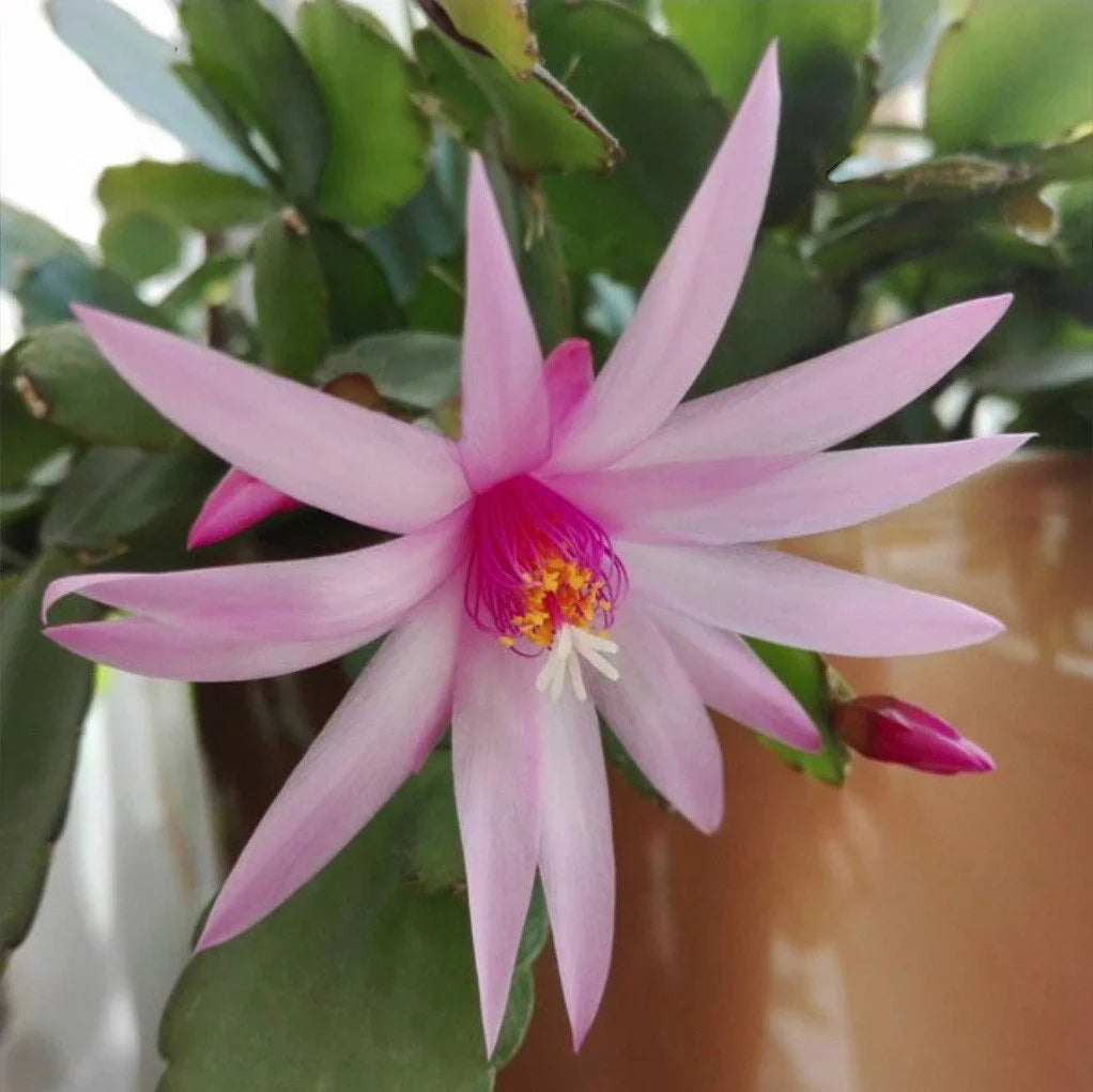 Light Pink Zygocactus Truncatus Flower seeds for Planting Premium Quality Heirloom & GMO Free Seeds for Home Garden
Sale seeds for home garden planting