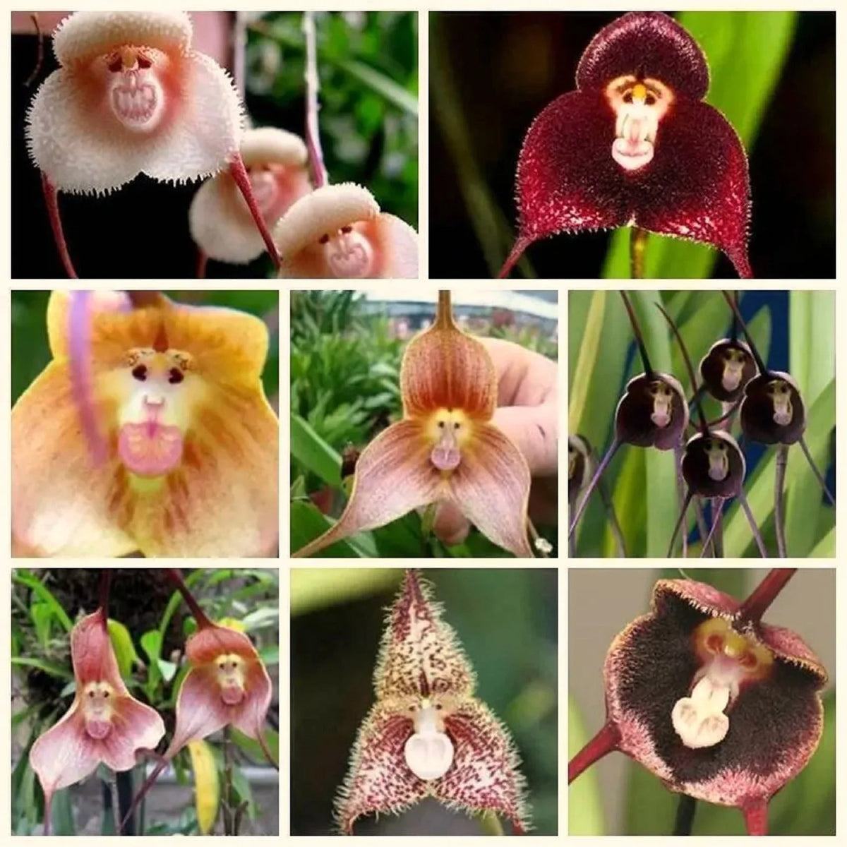 Mixed Monkey Face Orchid Flower seeds for Planting - Cut Flower Favorite, Heirloom & GMO Free Seeds for Home Garden
Sale seeds for planting in home garden