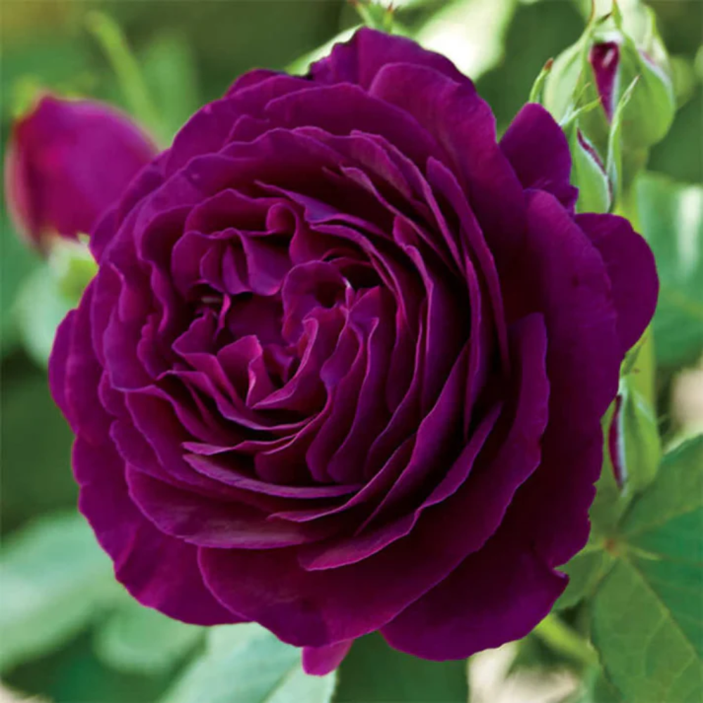 Rosa 'Twilight Zone' Flower Seeds