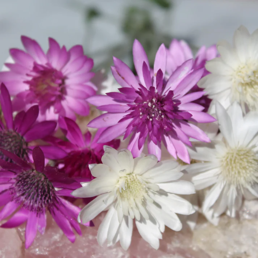 Xeranthemum Annuum Flower Seeds