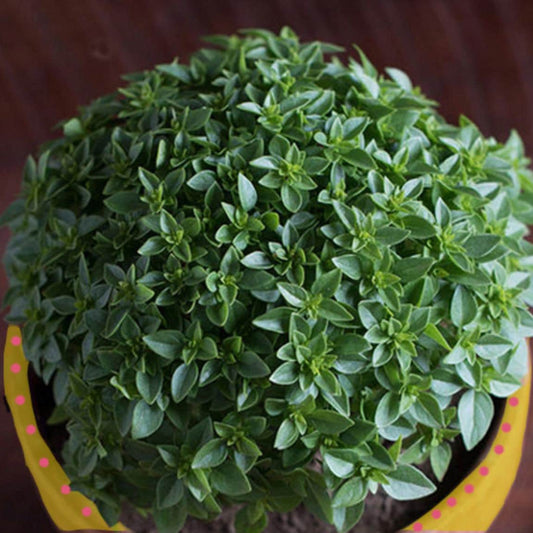 Basil 'Piccolino' Herb Seeds for Planting – Heirloom, Non-GMO, Easy to Grow
