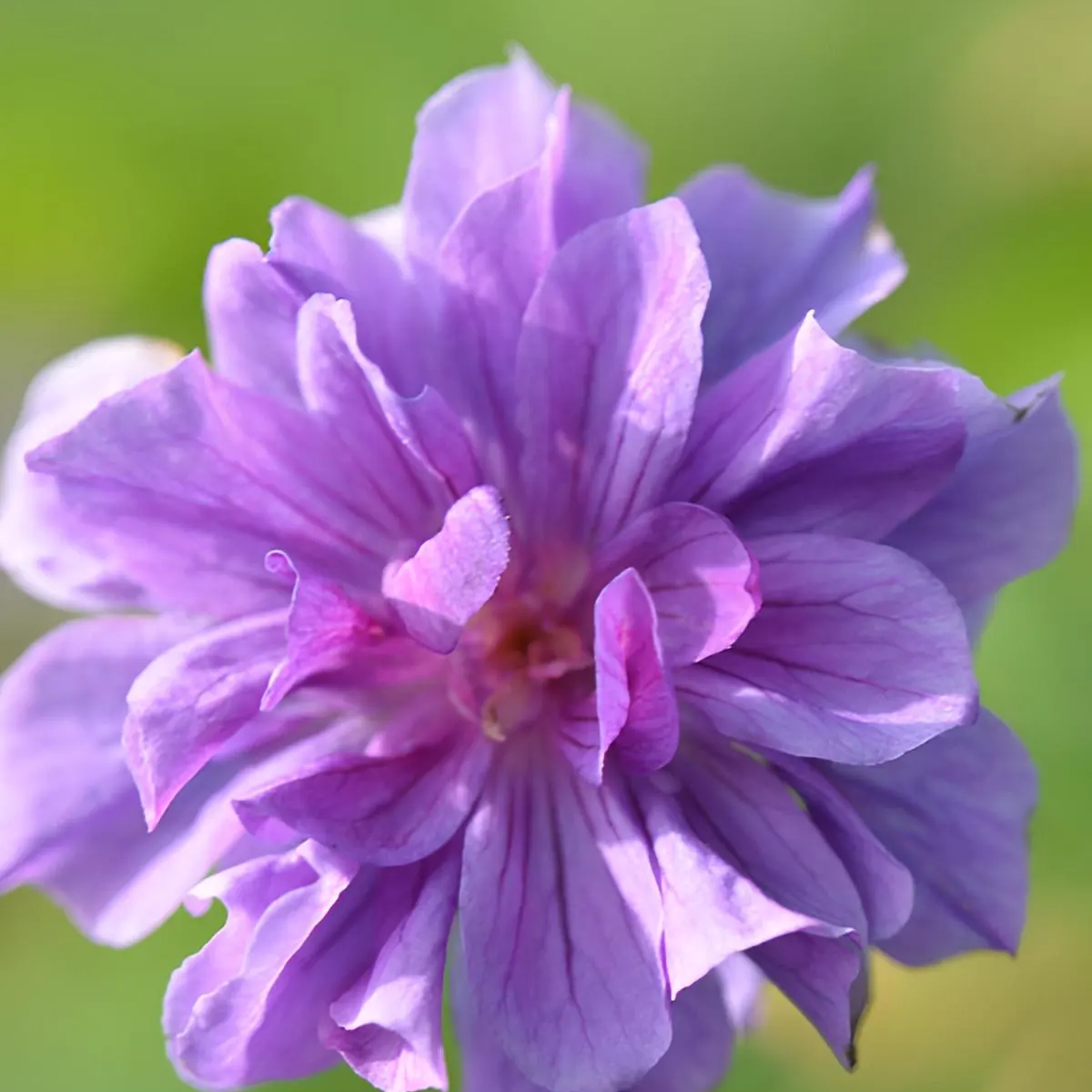 Double Purple Geranium Flower Seeds