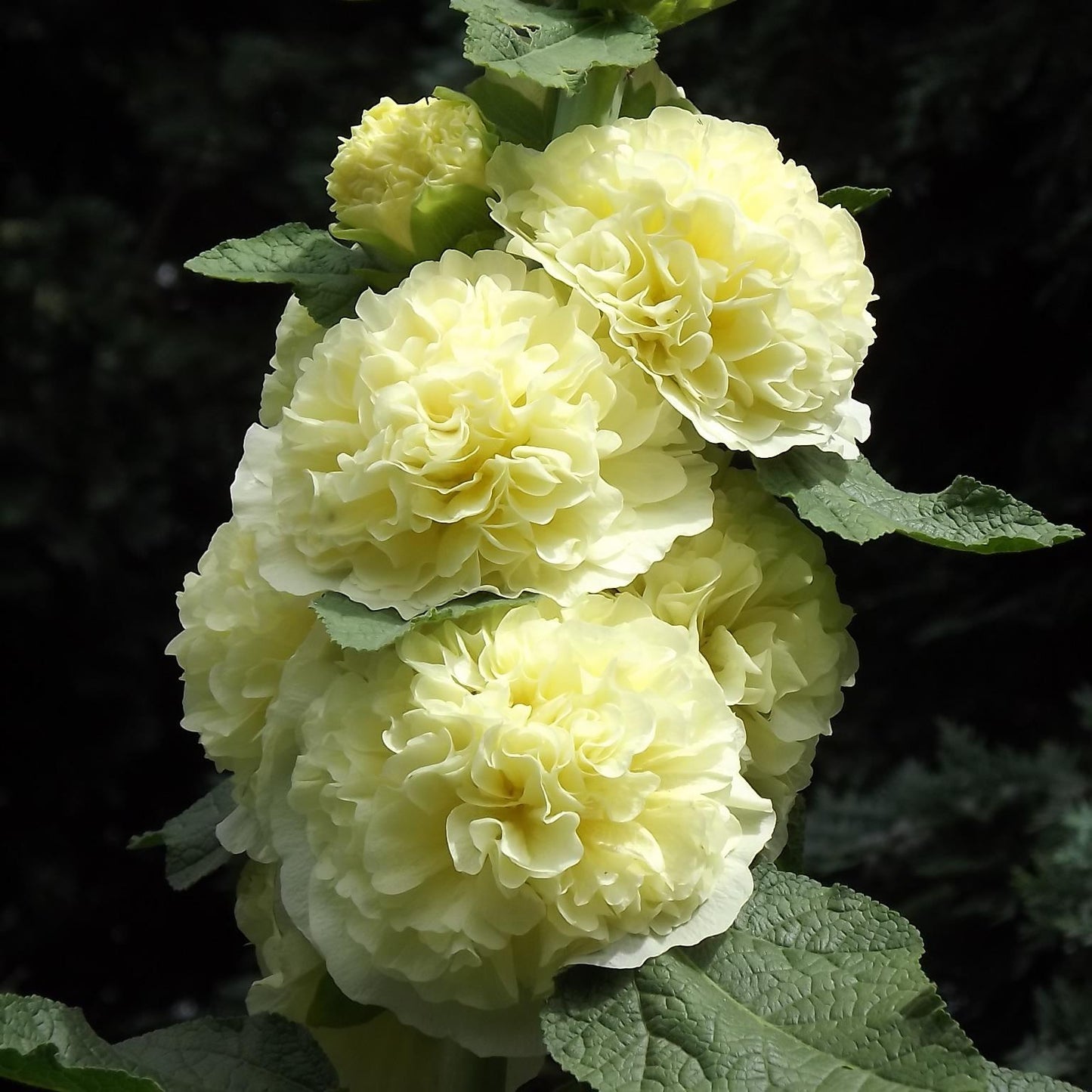 Yellow Hollyhock (Alcea rosea) Flower Seeds for Planting – Heirloom, Non-GMO, Tall Blooms, Biennial