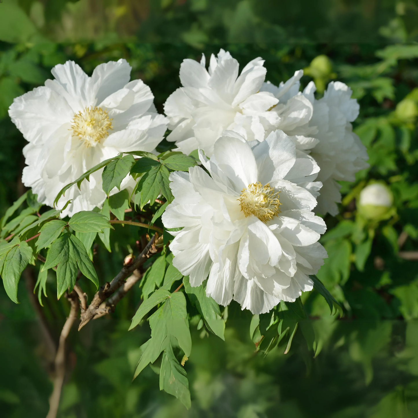 White Peony Flower Seeds