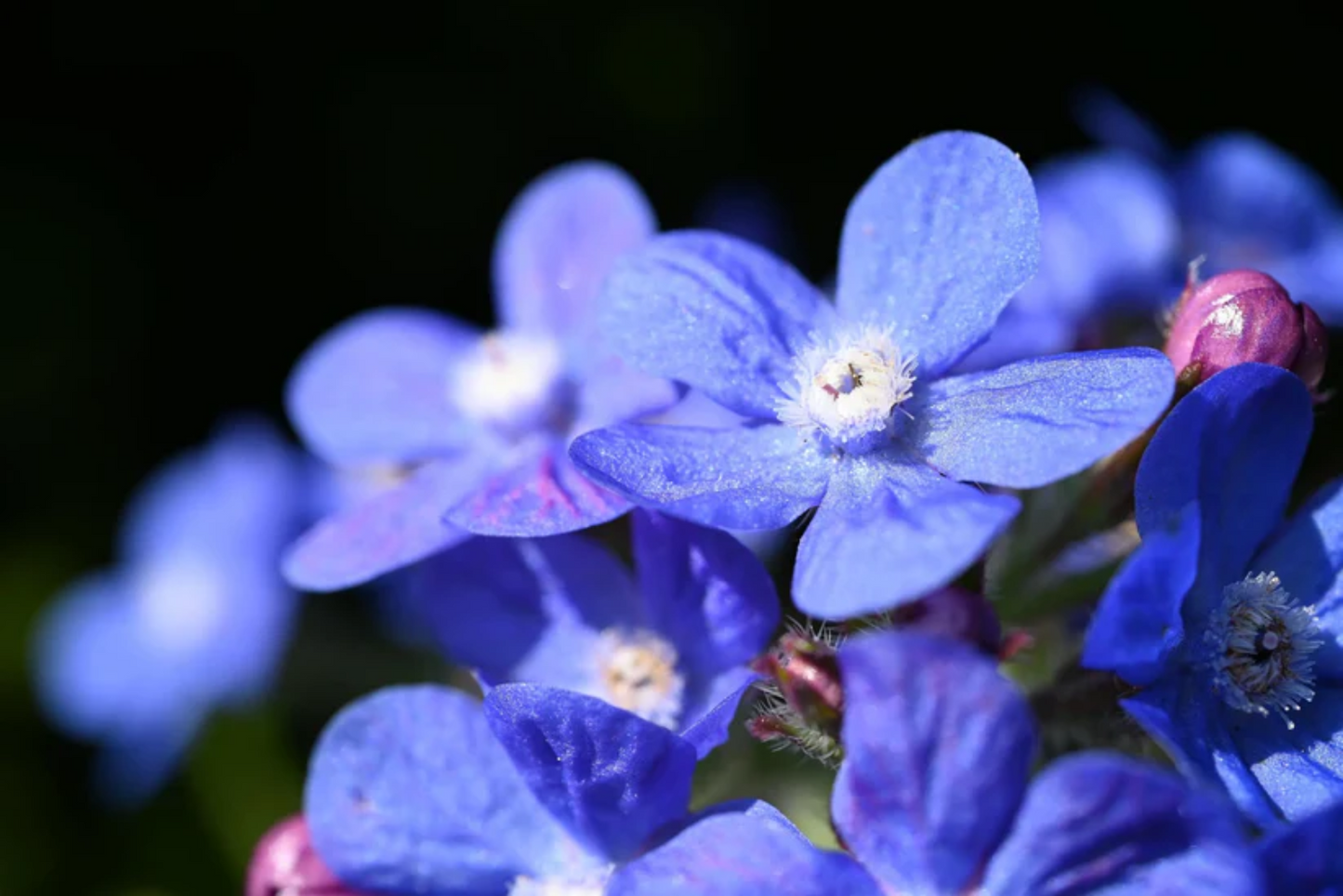 Anchusa Capensis 'Blue Angel' Flower Seeds for Planting – Heirloom, Non-GMO, Perennial, Pollinator-Friendly