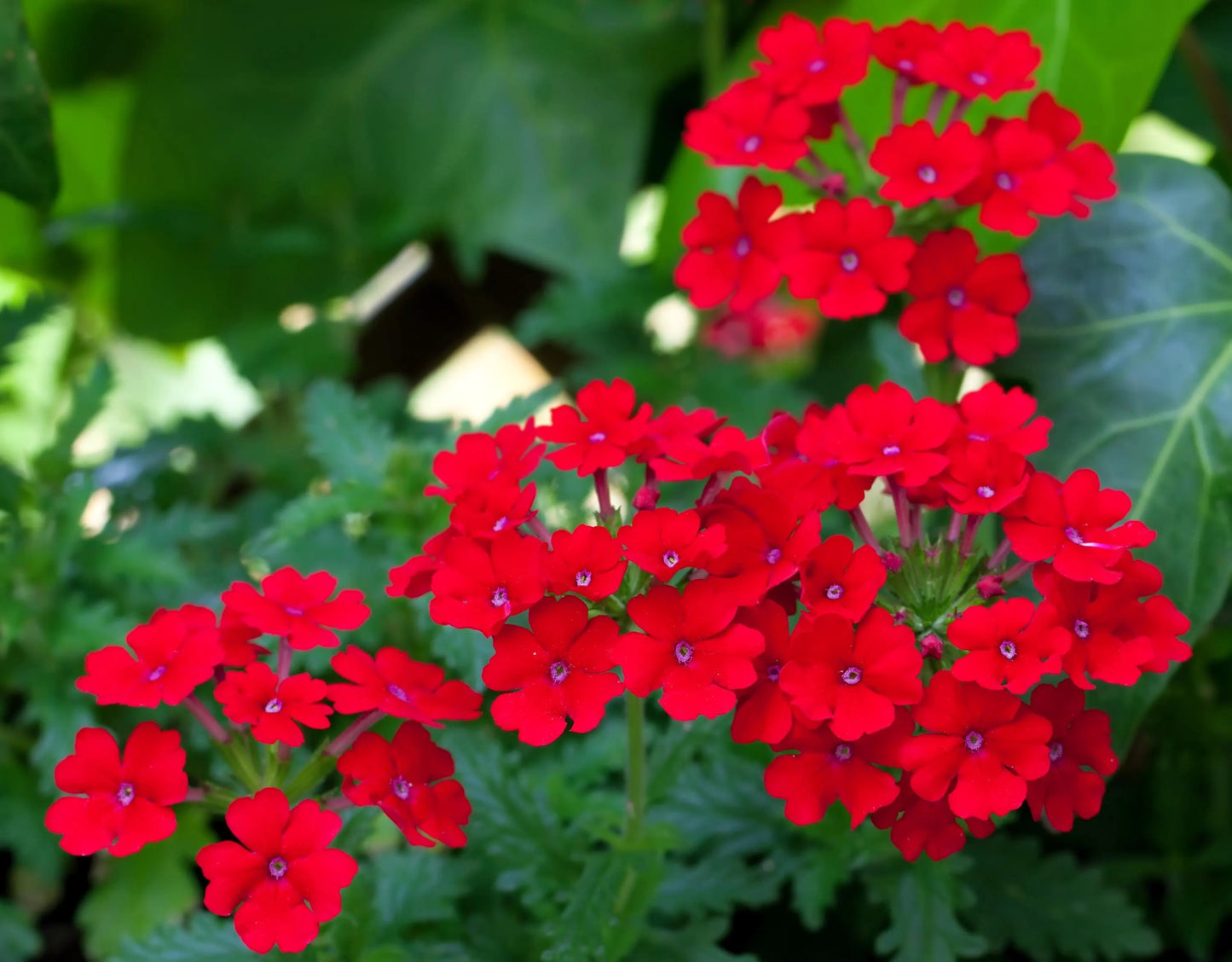 Verbena Scarlet Red Flower Seeds