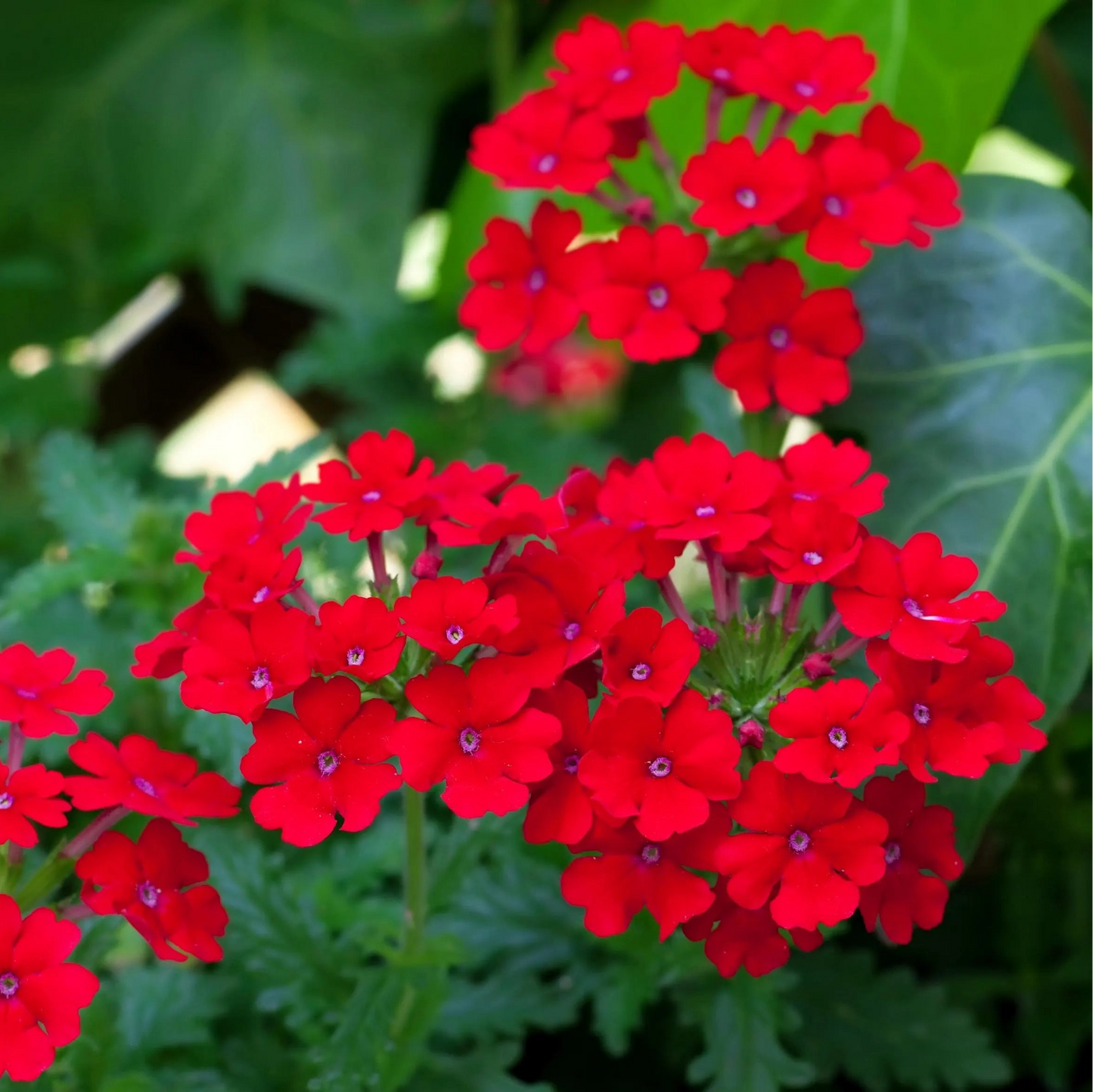 Verbena Scarlet Red Flower Seeds