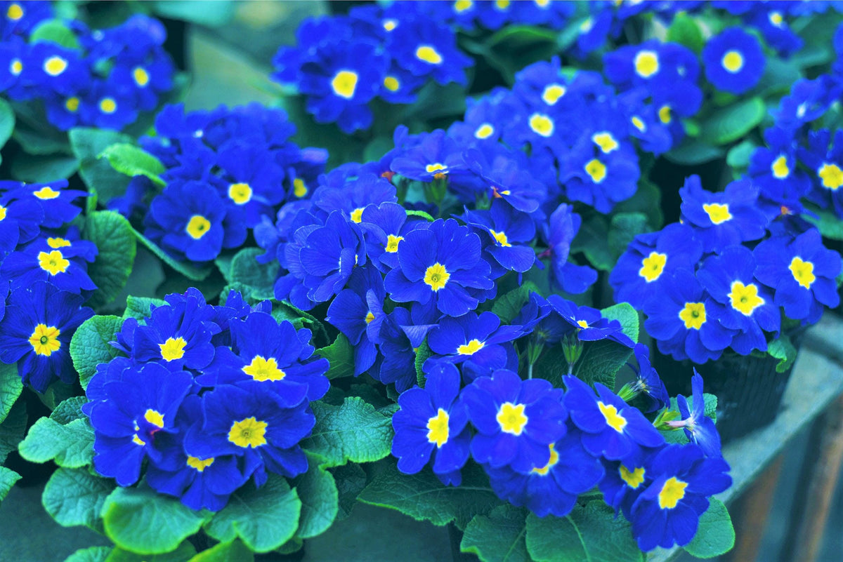 Blue Yellow Primrose Flower seeds for Planting - Fragrant Blossoms, Heirloom & GMO Free Seeds for Home Garden
Sale for planting in home garden.
