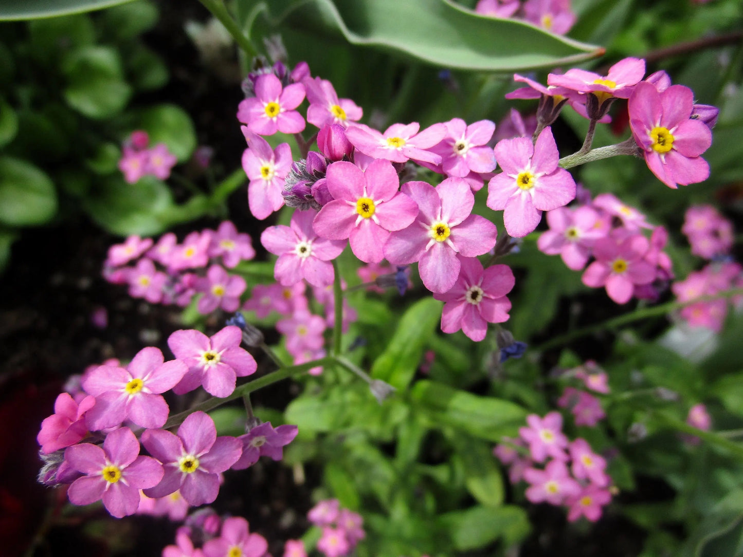 Pink Forget-Me-Not Flower Seeds (Myosotis Sylvatica)