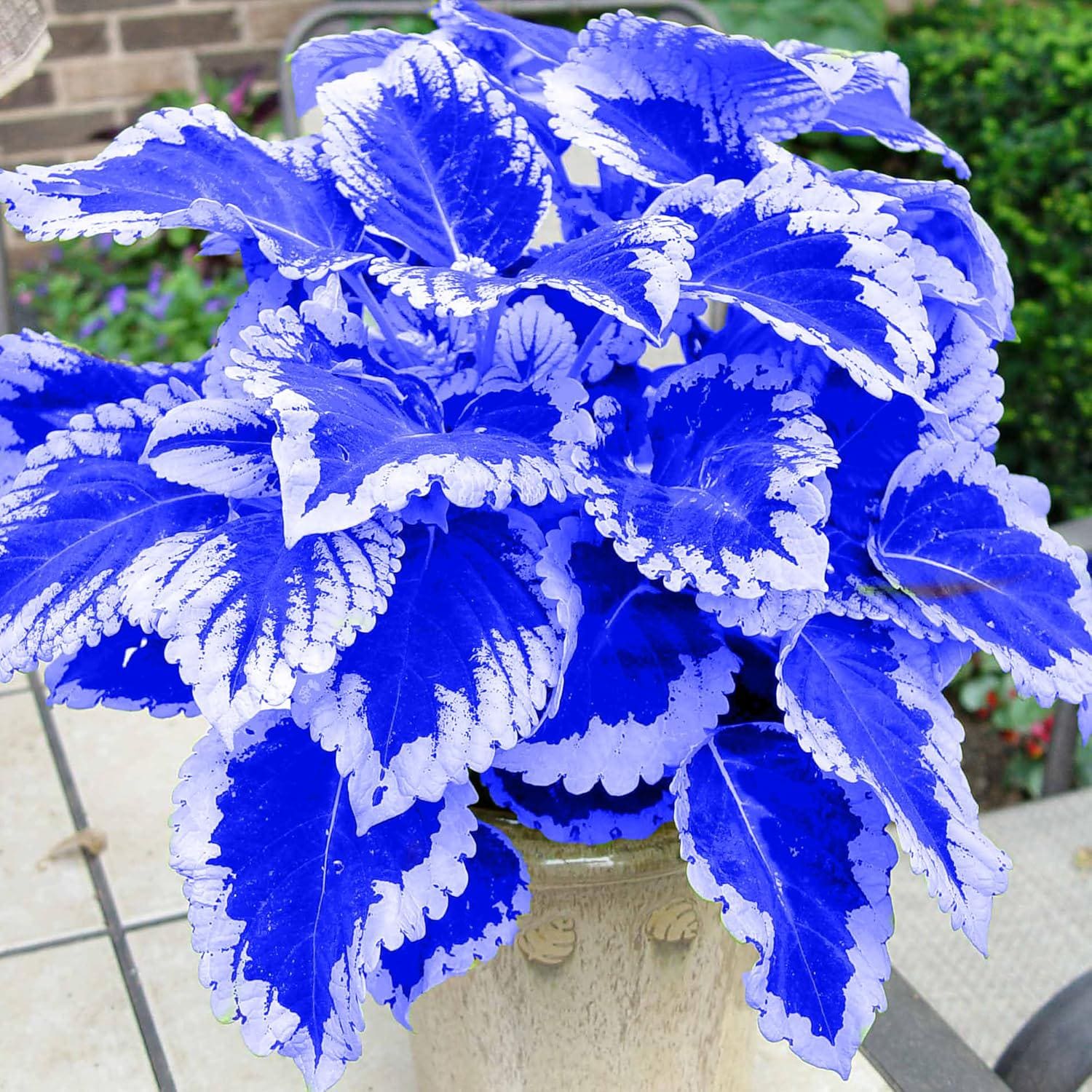 where are the seeds on a coleus plant Blue-White Coleus Herb Seeds for Planting – Heirloom, Non-GMO, Easy to – Pure Asia Seeds