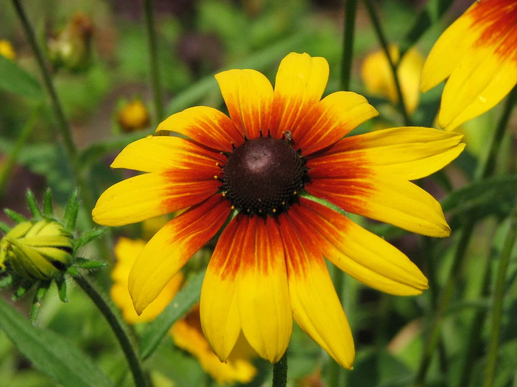 Gloriosa Daisy Flowers Seeds