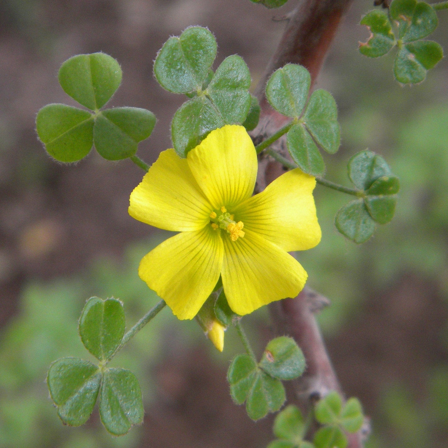 Oxalis Waldsauerklee Blumensamen