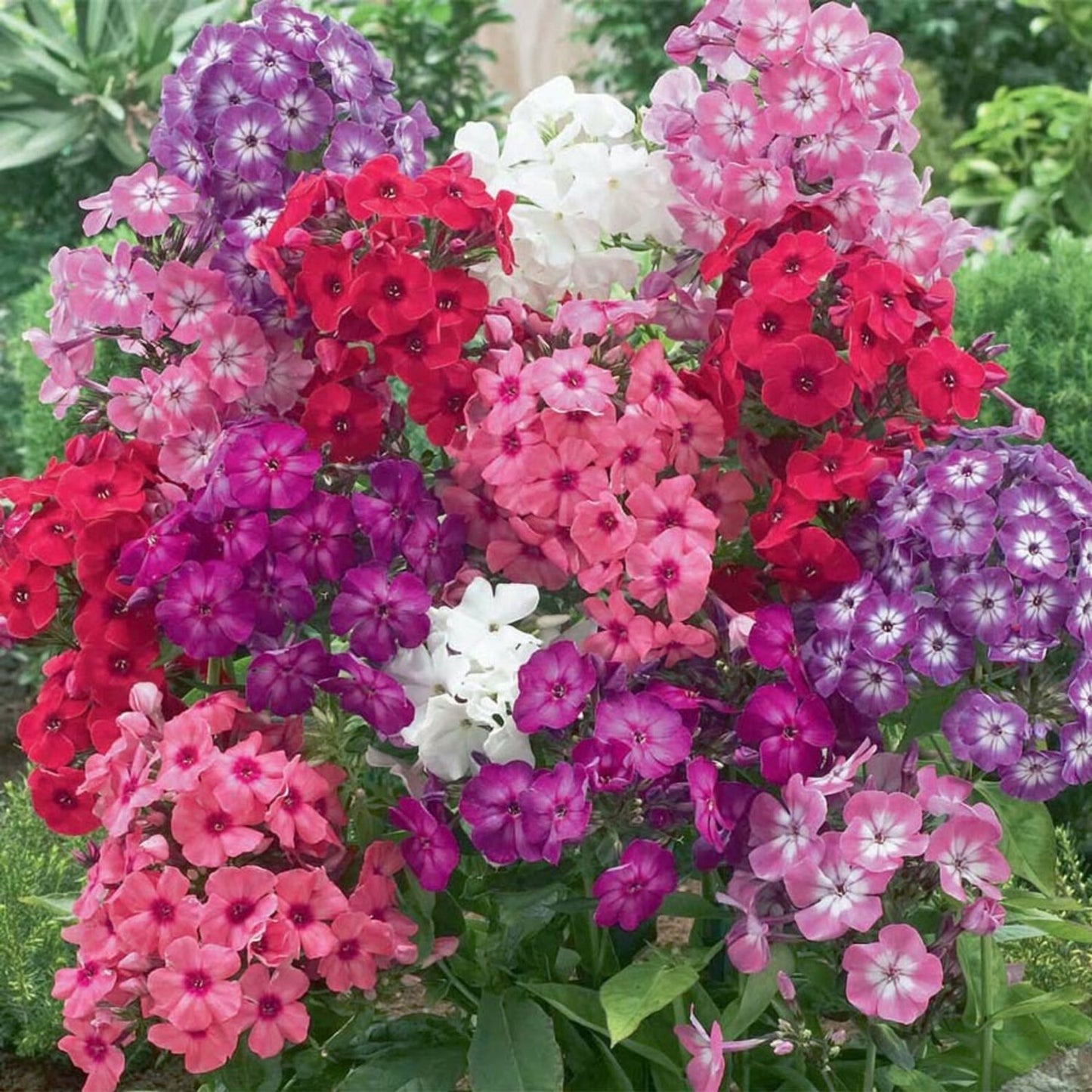 Drummond Phlox Flower Seeds