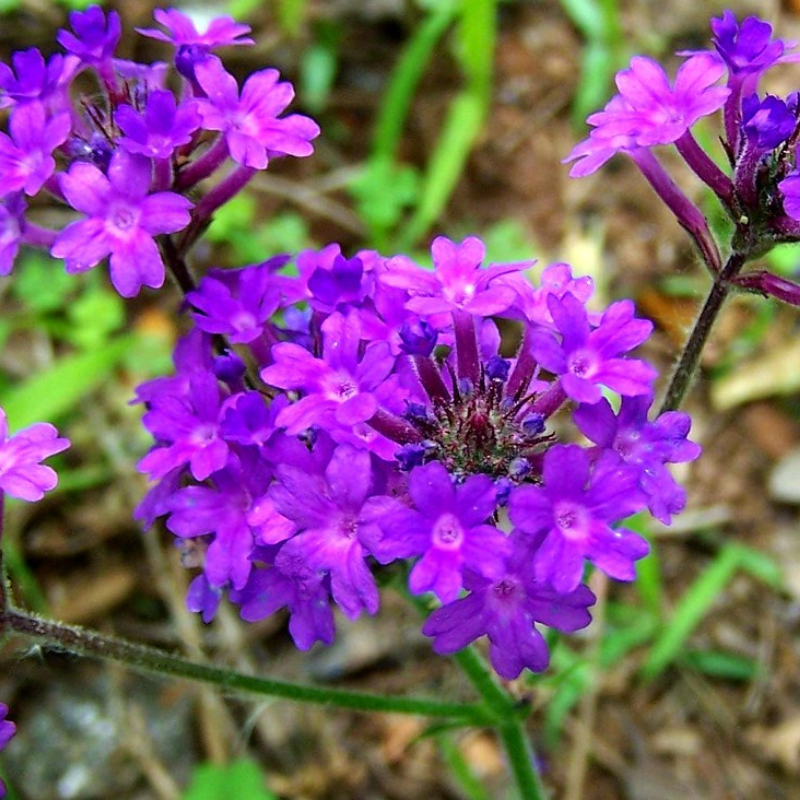 Violet Moss Verbena Flower seeds for Planting Shade Tolerant Heirloom & GMO Free Seeds for Home Garden
Sale seeds for home garden planting