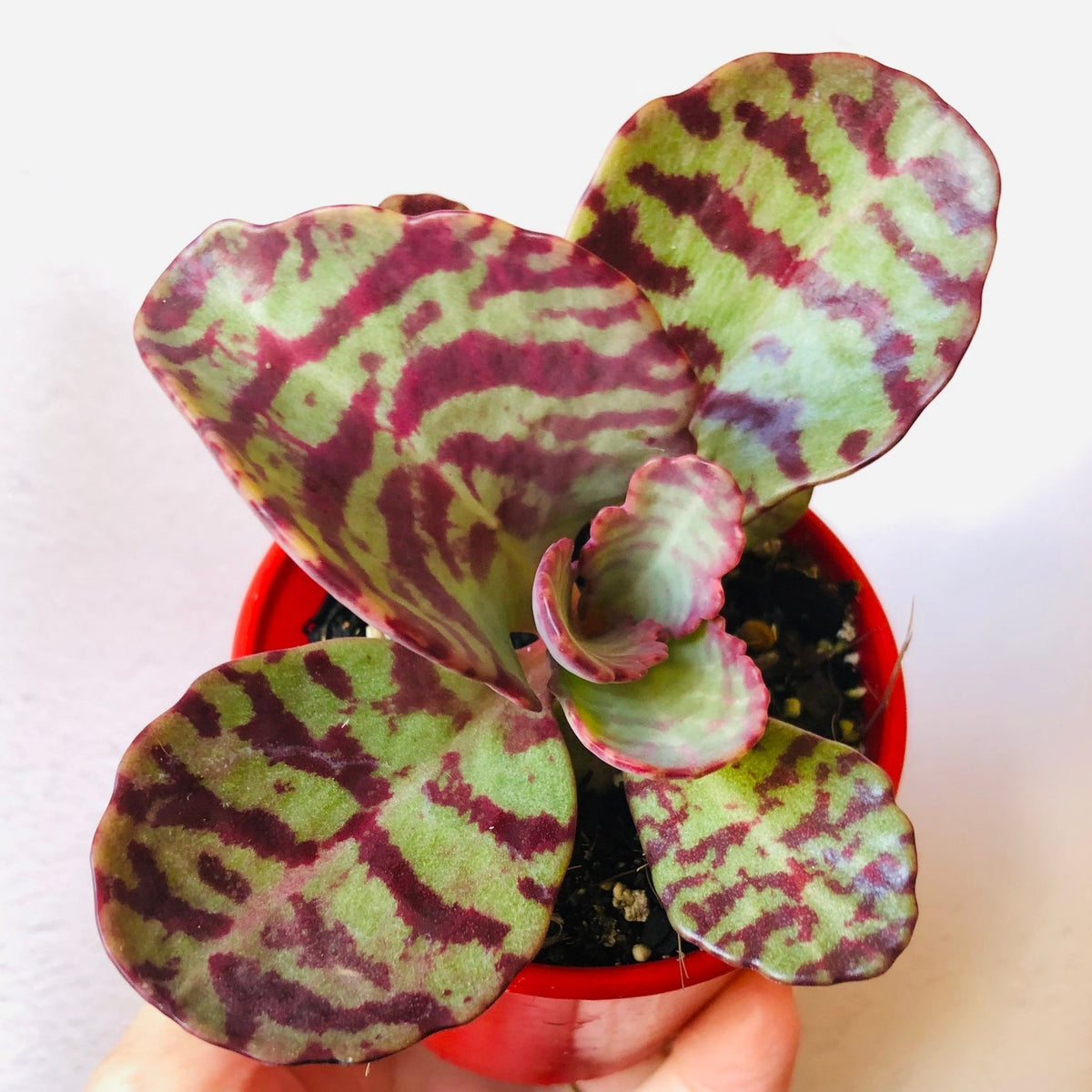 Purple Humilis Flower seeds for Planting - Cut Flower Favorite, Heirloom & GMO Free Seeds for Home Garden
Sale for planting in home garden
