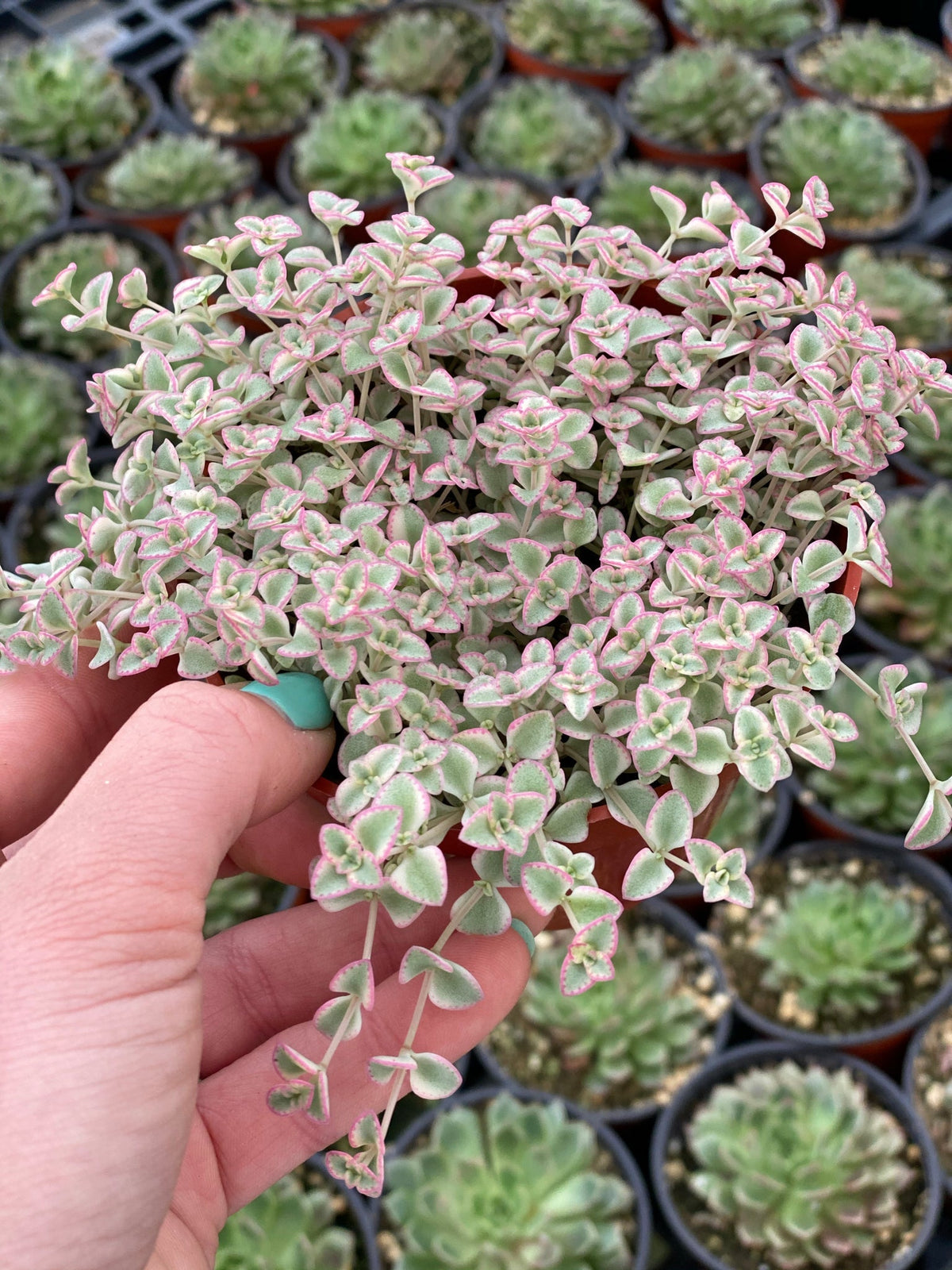 Little Missy Flower seeds for Planting Compact Growth Heirloom & GMO Free Seeds for Home Garden
Sale for planting in home garden