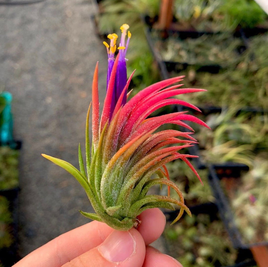 Tillandsia Ionantha Flower seeds for Planting Vibrant Colors Heirloom & GMO Free Seeds for Home Garden
Sale for planting in home garden