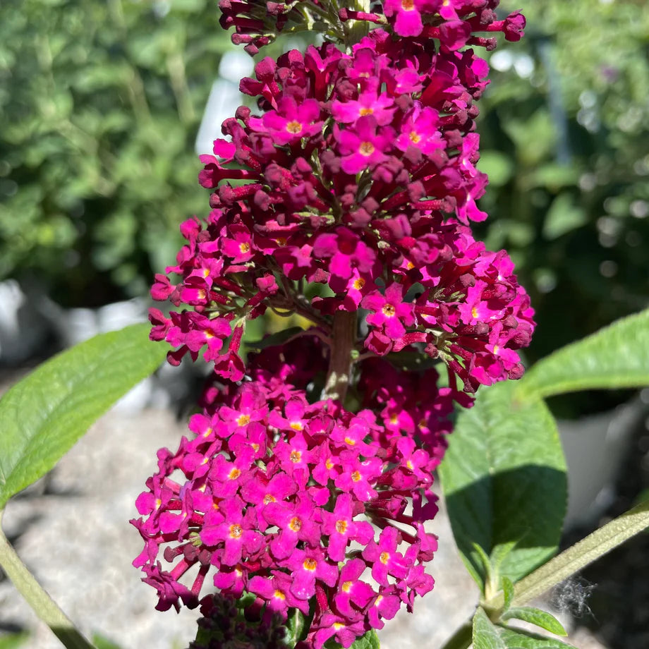 Butterfly Bush Flower Seeds